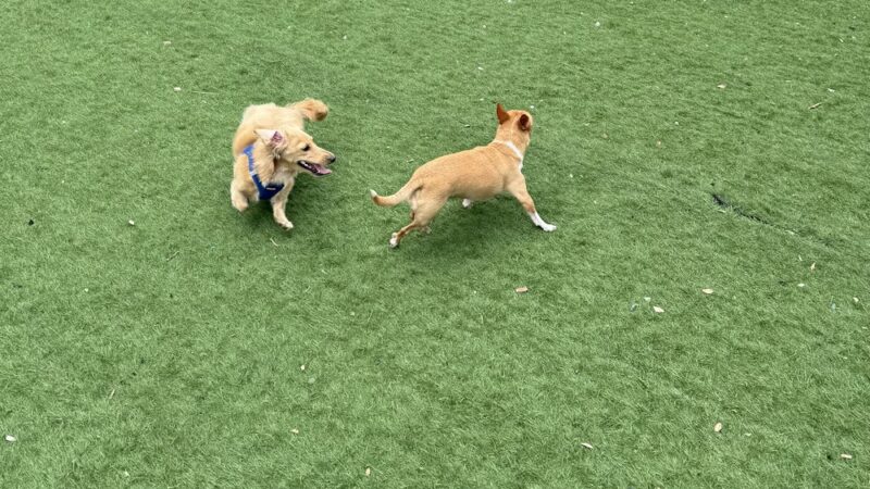 Fido Field - Cincinnati, OH