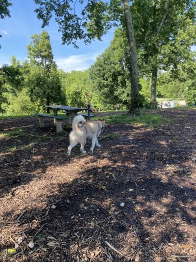 Mt. Airy Dog Park - Cincinnati, OH