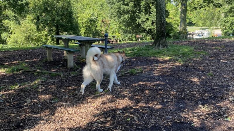 Mt. Airy Dog Park - Cincinnati, OH