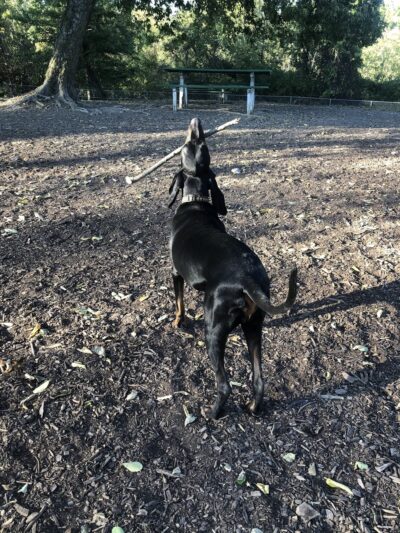 Mt. Airy Dog Park - Cincinnati, OH