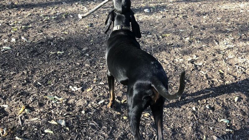 Mt. Airy Dog Park - Cincinnati, OH