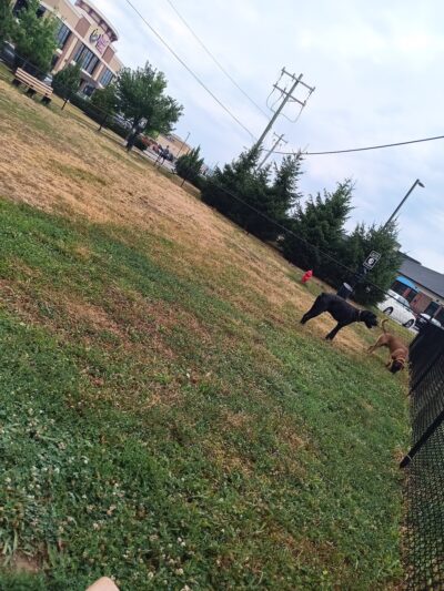 Oakley Station Dog Park - Cincinnati, OH