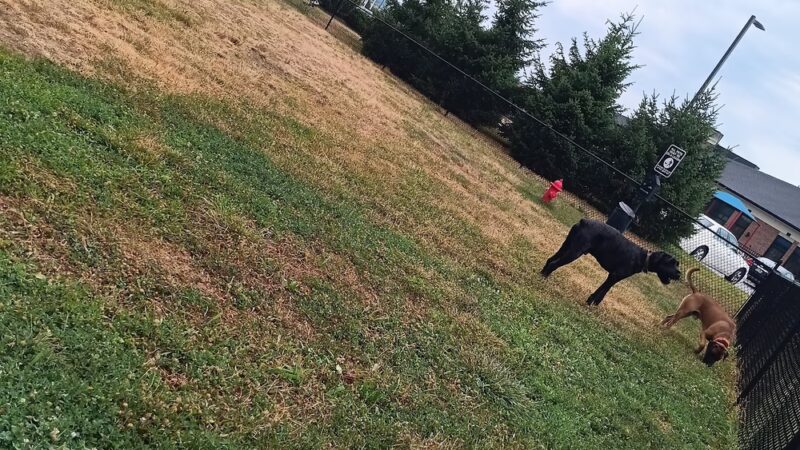 Oakley Station Dog Park - Cincinnati, OH