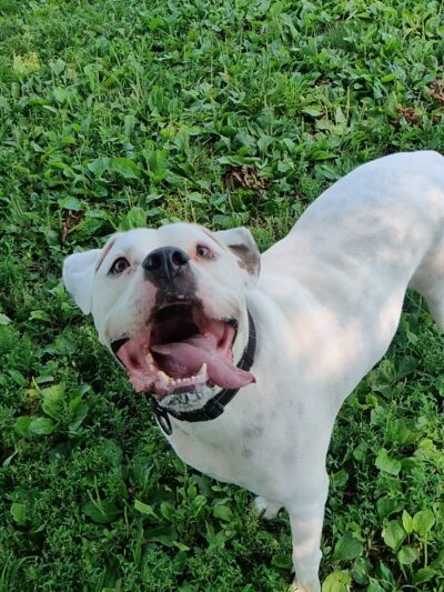 Otto Armleder Dog Park - Cincinnati, OH