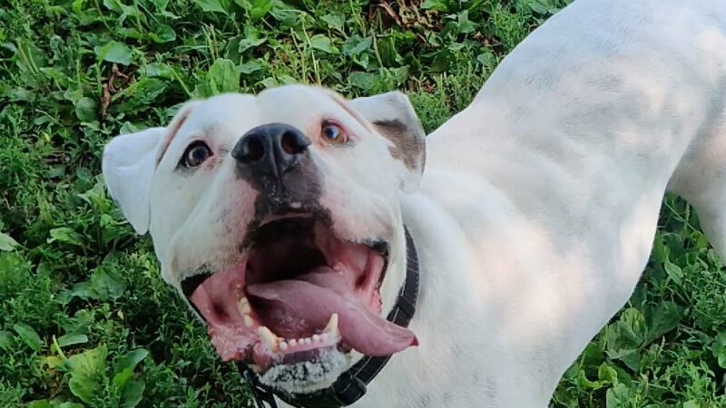Otto Armleder Dog Park - Cincinnati, OH