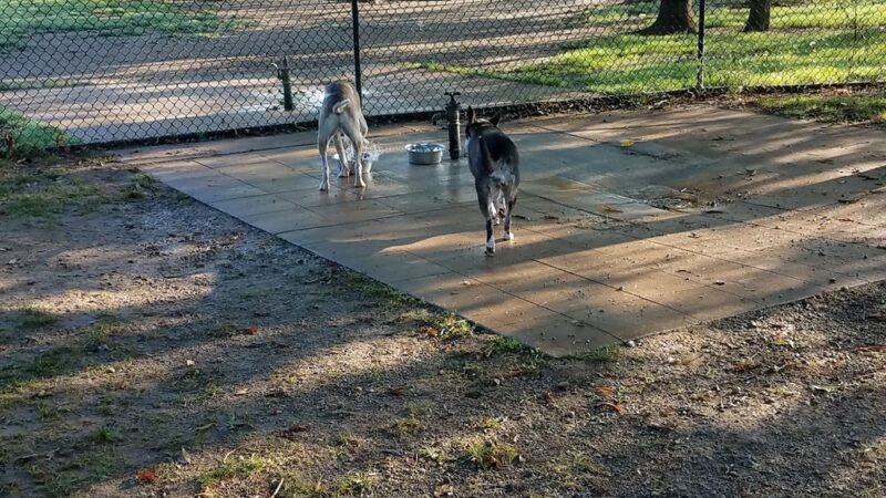Otto Armleder Dog Park - Cincinnati, OH