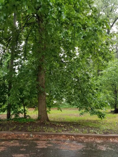 East Riverton Park - Cinnaminson, NJ