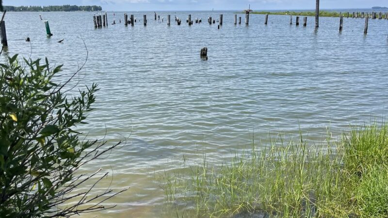 Claiborne Jetty - Claiborne, MD
