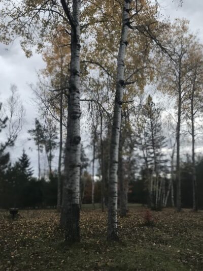 Day Lake Picnic Area - Clam Lake, WI