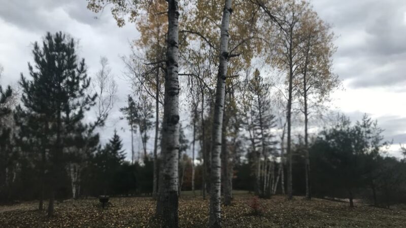 Day Lake Picnic Area - Clam Lake, WI