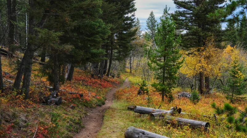 Willard Creek Trailhead, Clancy, MT - Clancy, MT