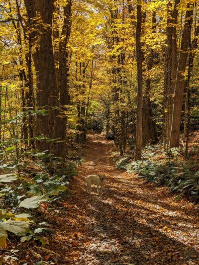 Cornish Town Forest - Claremont, NH
