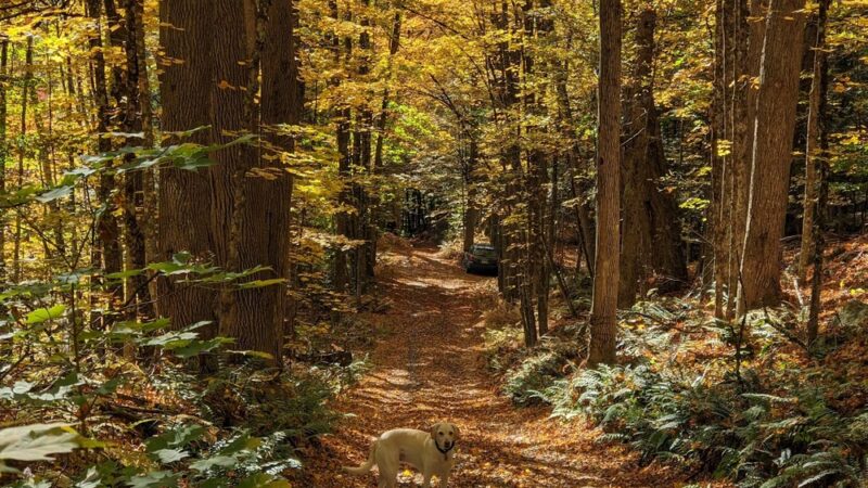Cornish Town Forest - Claremont, NH
