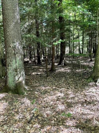 Beeman Creek Park - Clarence Center, NY