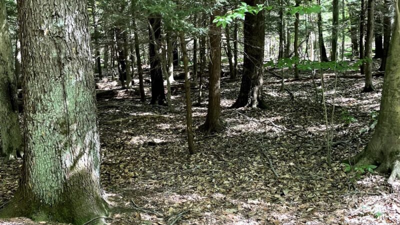 Beeman Creek Park - Clarence Center, NY