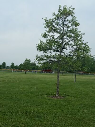 Memorial Park - Clarence Center, NY