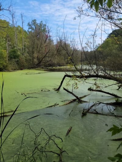 Clarence Escarpment Sanctuary - Clarence, NY