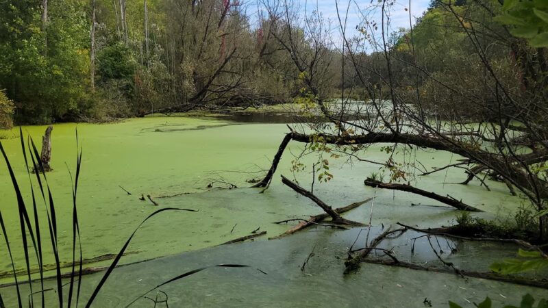 Clarence Escarpment Sanctuary - Clarence, NY