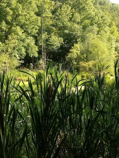 Clarence Escarpment Sanctuary - Clarence, NY