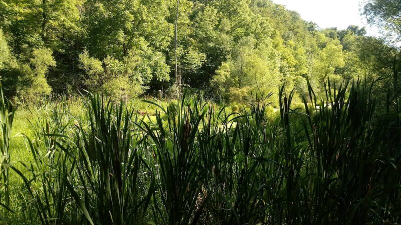 Clarence Escarpment Sanctuary - Clarence, NY