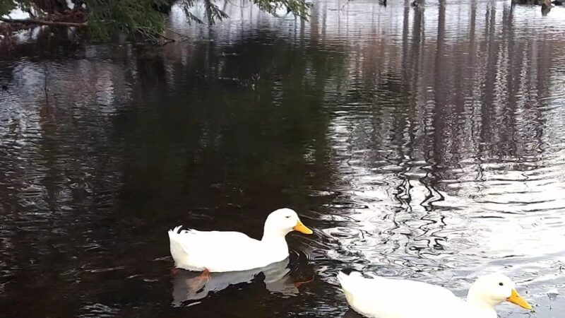Clarence Town Park - Clarence, NY