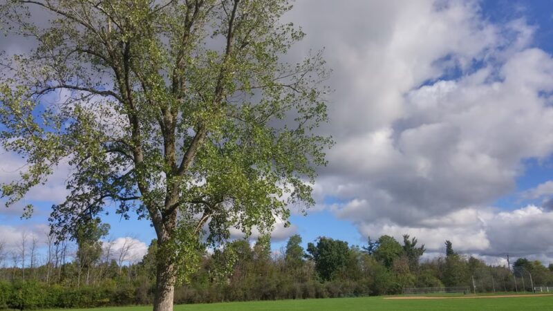 Thompson Road Park - Clarence, NY