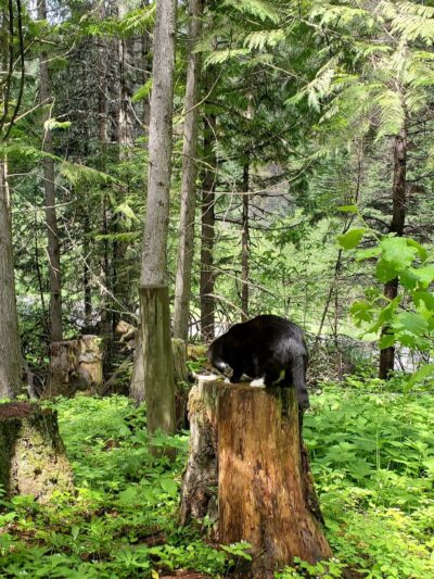 Emerald Creek Campground - Clarkia, ID