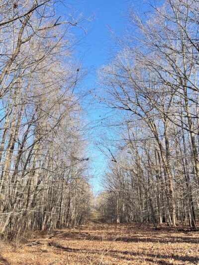 Daniel's Park - Clarksburg, MD