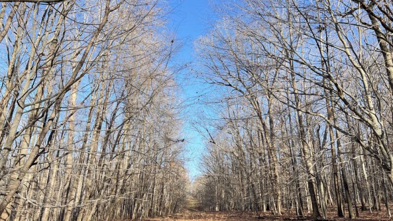 Daniel's Park - Clarksburg, MD