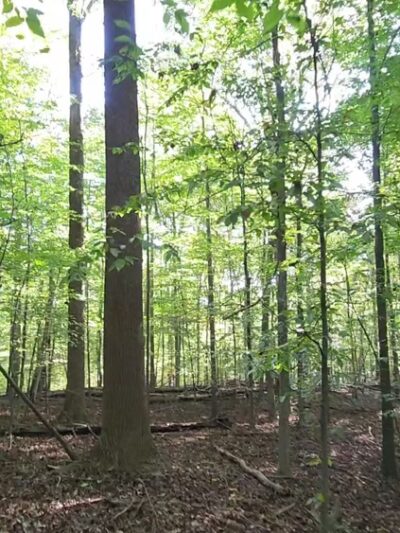 Little Bennett Regional Park - Clarksburg, MD