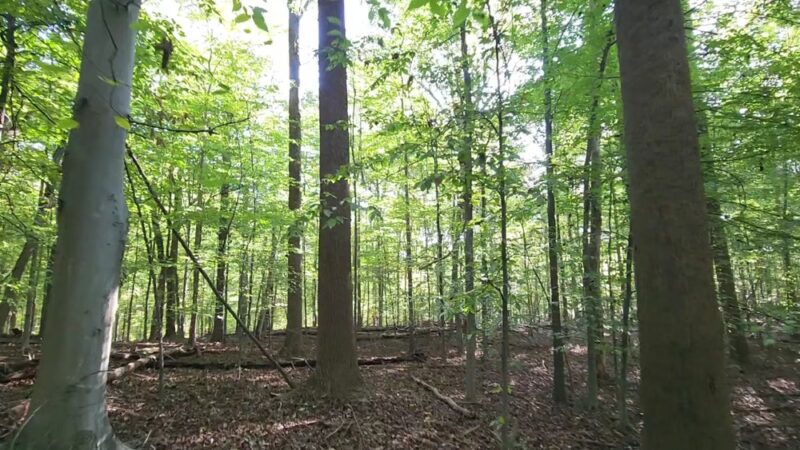 Little Bennett Regional Park - Clarksburg, MD
