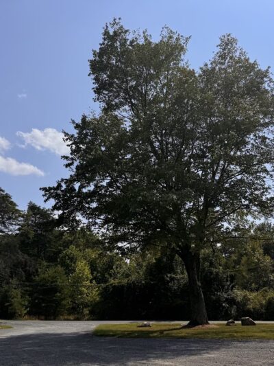 Little Bennett Regional Park - Froggy Hollow Trailhead Parking - Clarksburg, MD