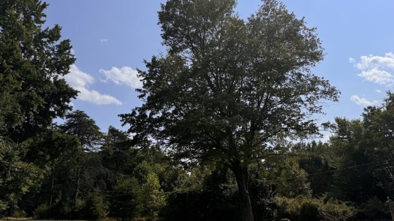 Little Bennett Regional Park - Froggy Hollow Trailhead Parking - Clarksburg, MD