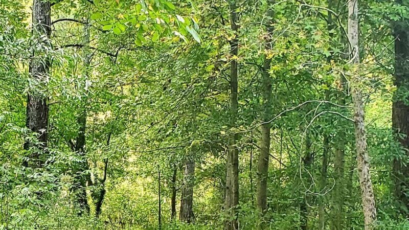 Friendship Park - Clarkston, GA