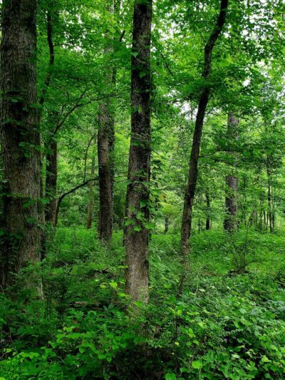 Friendship Park - Clarkston, GA