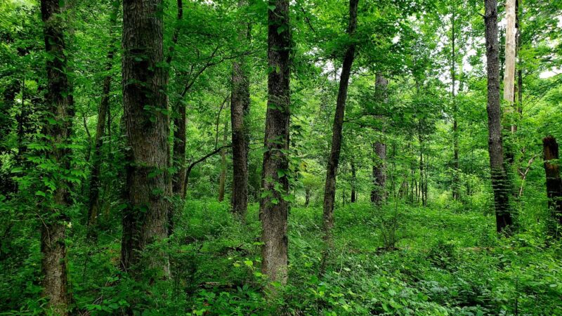 Friendship Park - Clarkston, GA