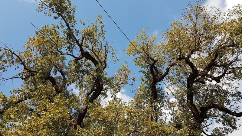 Clay Center Parks Department - Clay Center, KS