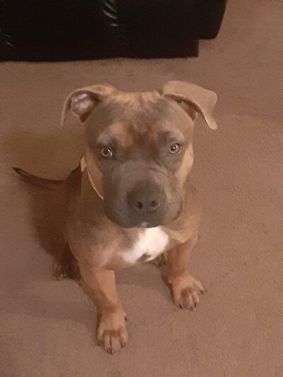 Gloucester County Animal Shelter - Clayton, NJ