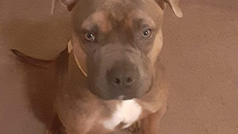 Gloucester County Animal Shelter - Clayton, NJ