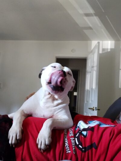 Gloucester County Animal Shelter - Clayton, NJ