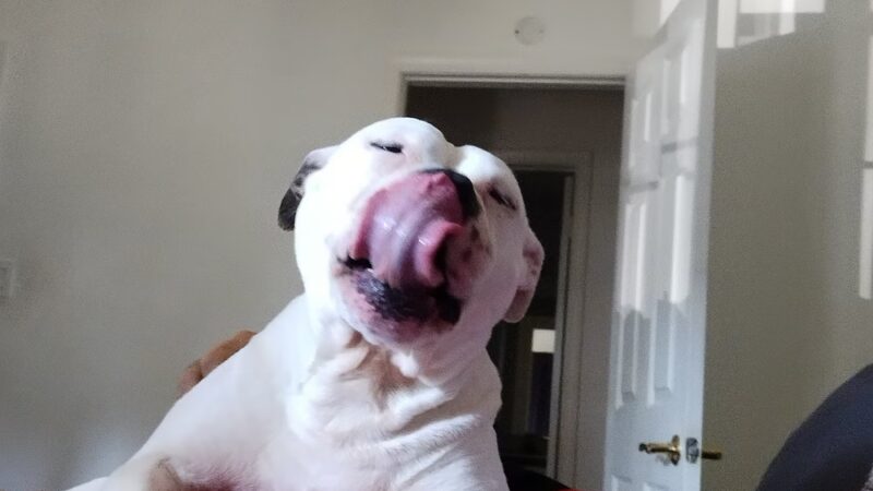 Gloucester County Animal Shelter - Clayton, NJ