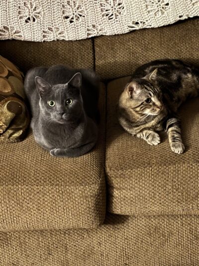 Gloucester County Animal Shelter - Clayton, NJ