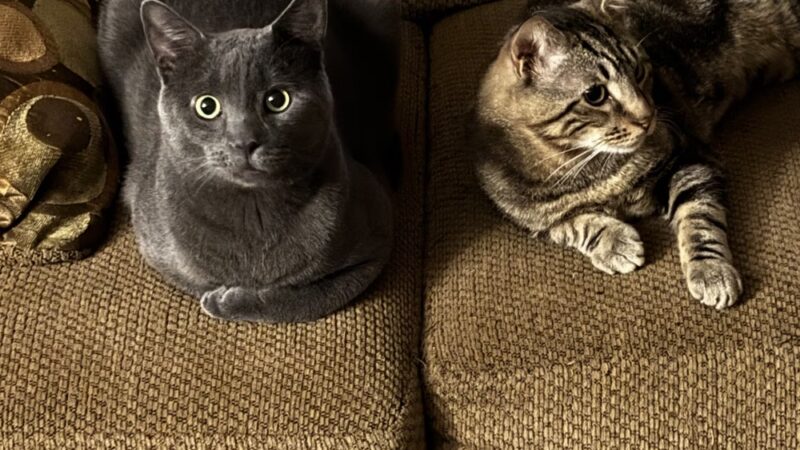 Gloucester County Animal Shelter - Clayton, NJ