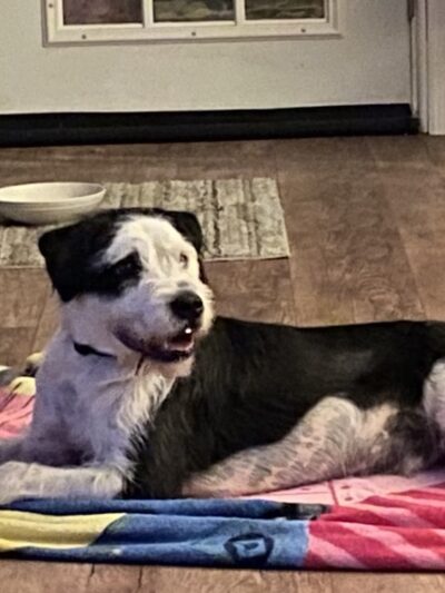 Gloucester County Animal Shelter - Clayton, NJ