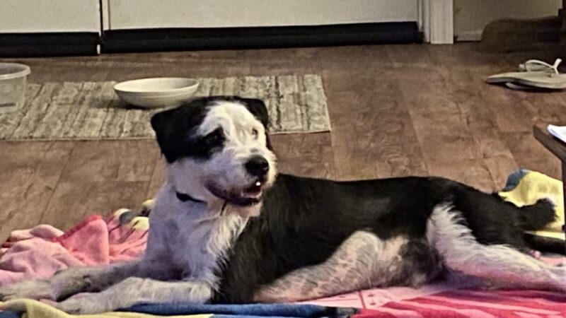 Gloucester County Animal Shelter - Clayton, NJ