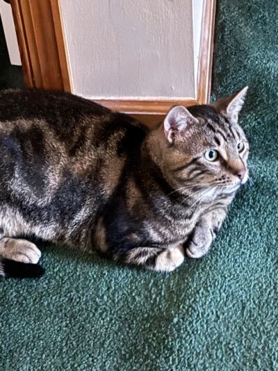 Gloucester County Animal Shelter - Clayton, NJ