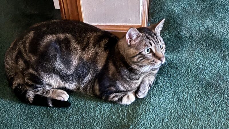 Gloucester County Animal Shelter - Clayton, NJ