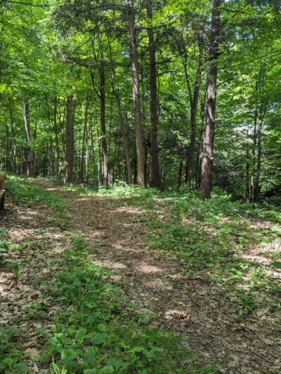 Foster-Blake Woods Preserve - Clayton, NY