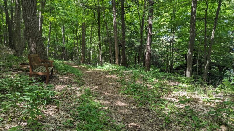 Foster-Blake Woods Preserve - Clayton, NY
