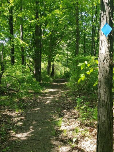 Foster-Blake Woods Preserve - Clayton, NY